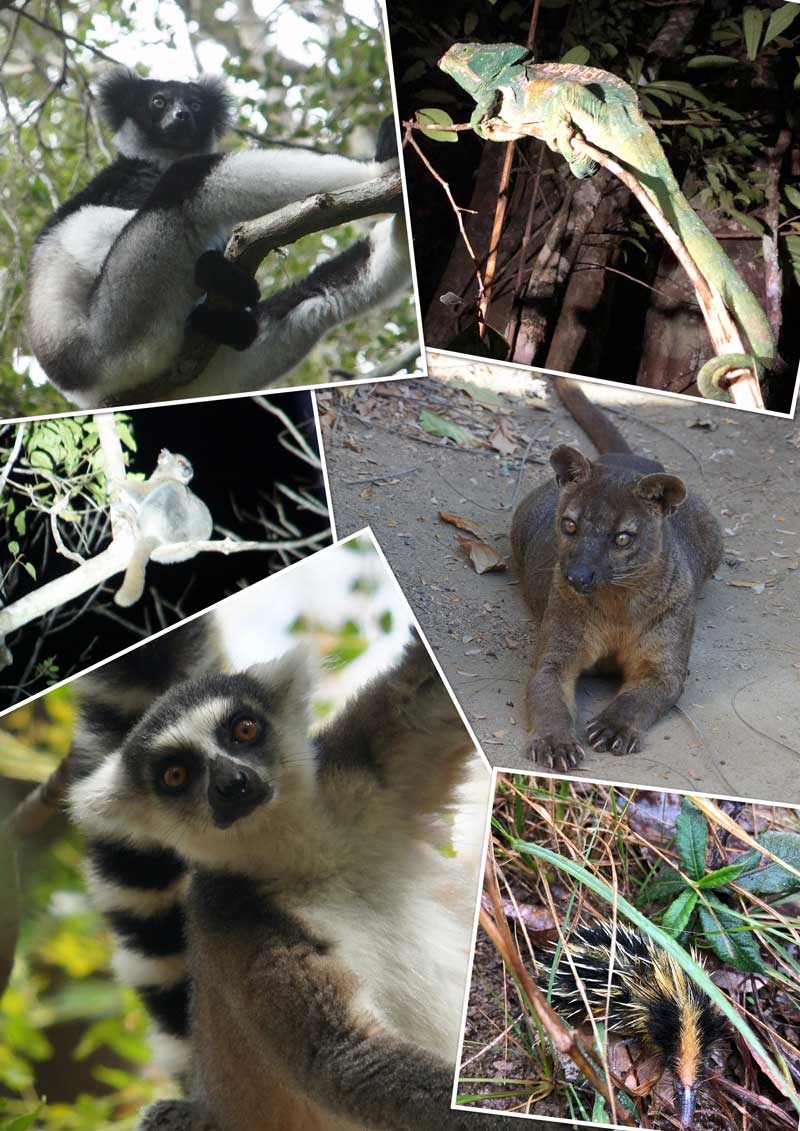 Figure 14. Examples of Madagascan wildlife. Clockwise from top left: indri, Parson’s chameleon, fossa, lowland streaked tenrec, ring‑tailed lemur and red‑tailed sportive lemur.