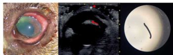 Figure 1. Hidden corneal foreign body. 1a. On direct examination of the patient’s cornea the opacification caused by oedema has obscured the embedded foreign object. 1b. Using ultrasound, an echogenic foreign body can be seen embedded within the cornea (asterisk). The surrounding oedema has caused the corneal tissue to become thickened and more echogenic. Additionally, the dense foreign object is creating an acoustic shadowing artefact that is visible on the anterior lens capsule (arrow). 1c. In this case, a small, thin shard of metal was removed from the cornea.