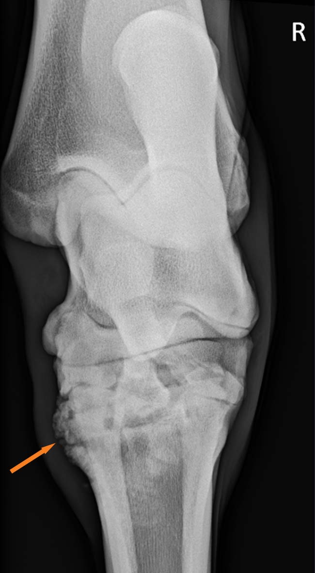 Figure 1. Radiographic appearance of moderate to severe OA (arrow) of the tarsometatarsal and distal intertarsal joints in a horse.