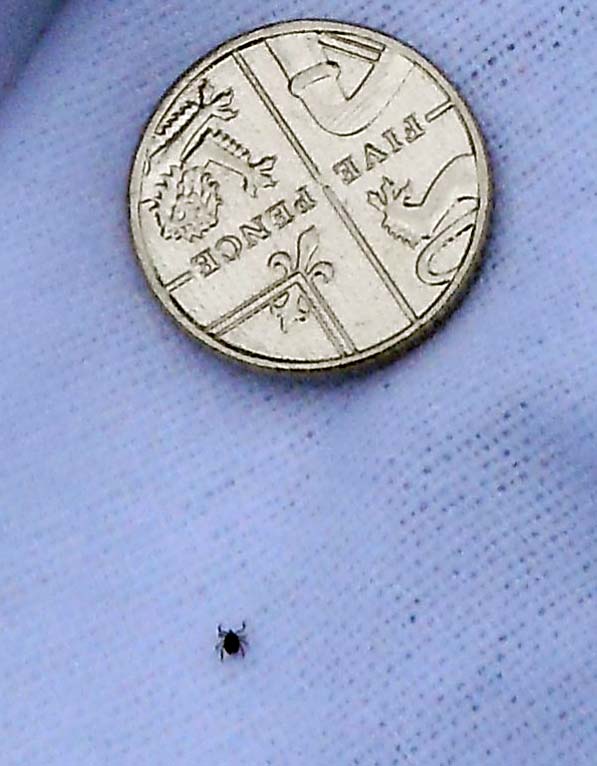 Figure 4. An Ixodes tick nymph, with a 5p coin for size comparison.