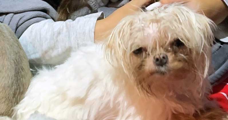 Knockout chihuahuas best sale