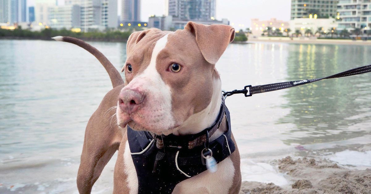 Can You Take A Dog From Uk To Dubai