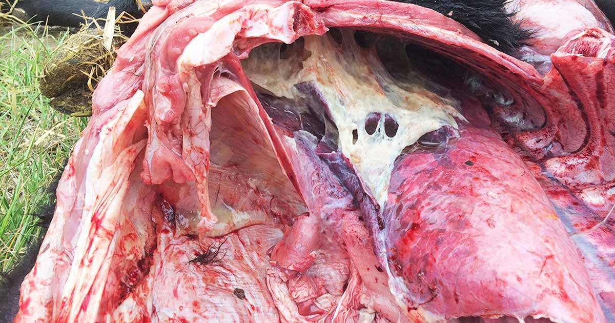 Figure 1. On-farm postmortem of a weaned calf with signs of lung pathology.