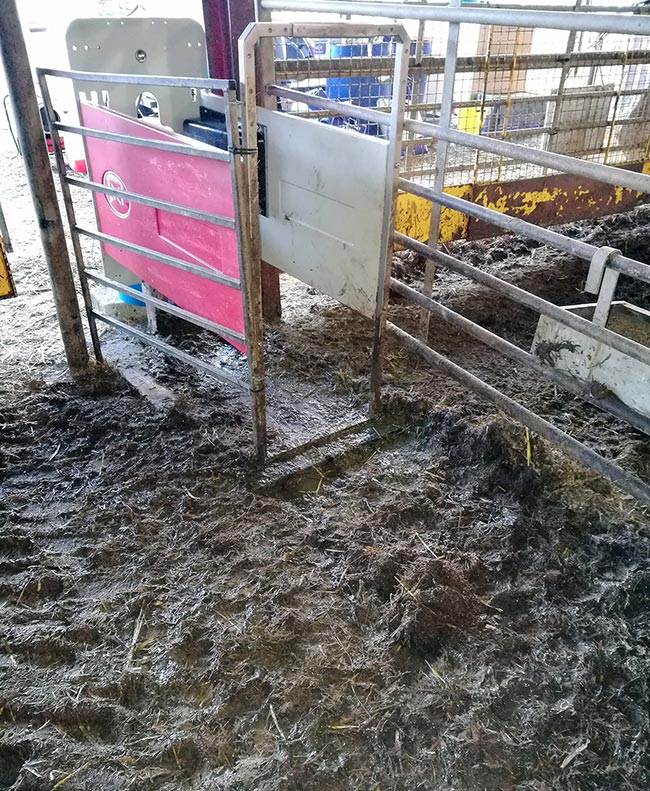 Figure 2. Poor hygiene in calf pens is a big risk factor for Cryptosporidium and Coccidia outbreaks.