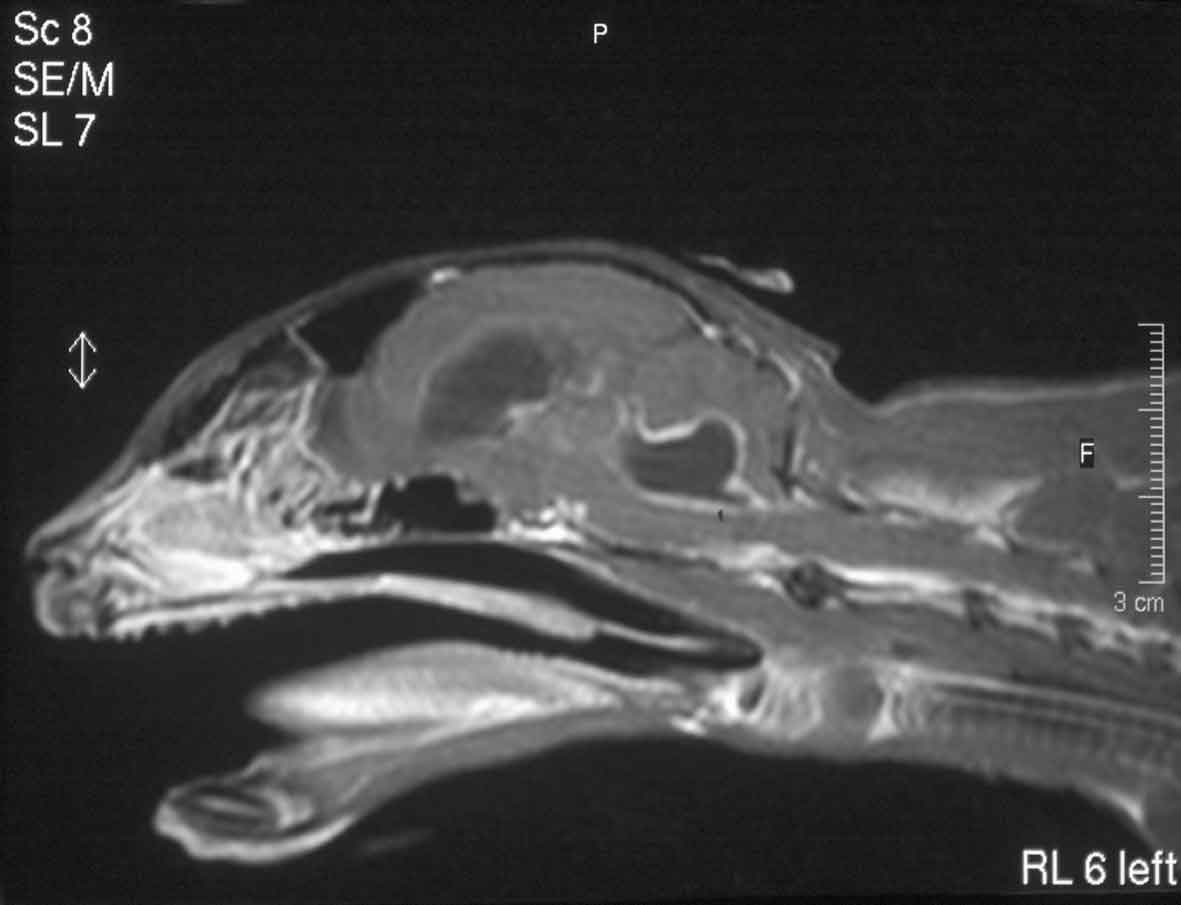 Figure 4. MRI scan of a cat with FIP showing obstructive hydrocephalus and contrast enhancement of the meninge.