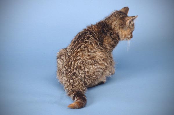 Figure 1. The “classic” FIP cat with a large volume abdominal effusion. Image: the Feline Centre, Langford Vets, University of Bristol