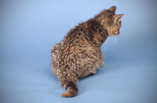 Cat fip natural cure hot sale