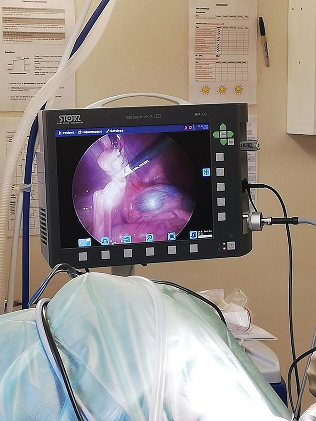 Internal view of a laparoscopic ovariectomy – the uterus has been cauterised and cut, and the tissue under the ovary is being cauterised. The kidney is visible on the right of the image. The image quality of modern systems is fantastic, making surgery very safe compared to routine spays.