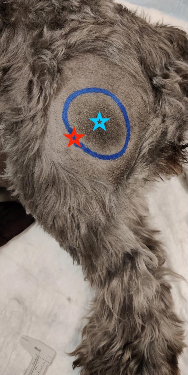 Figure 1. Ensure your incisional biopsy is taken from the centre of the lesion (blue star) in order not to compromise any planned surgical margin at a later date (for example, the red star would affect your margin).