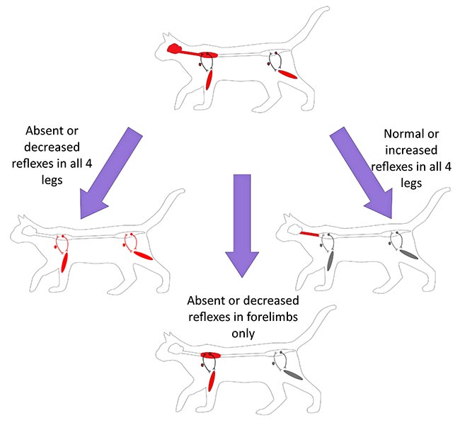 Forelimb reflexes