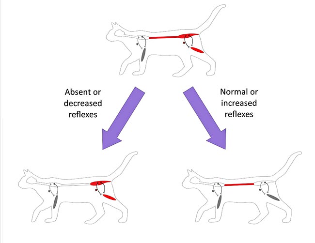 Hindlimb reflexes