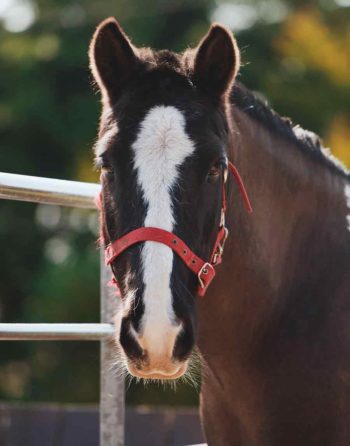 Equine practitioners are being encouraged to provide data from their general anaesthesia and sedations to benefit a study into perioperative equine fatalities. Image: Caitlin Barnett Photography