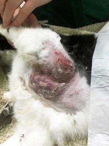 Figure 1. Smudge on day zero (presentation). Note the “primary lesion” on the elbow and the axilla.