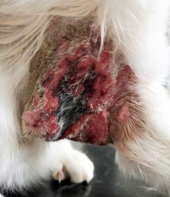 Figure 2. Smudge on day five. The centre of the lesion has become necrotic – not too unusual for severe bite-related injuries. Note the unusual raised erythematous surrounding tissue, however. He also has multiple crusting, ulcerative on both front feet and around the eyes.