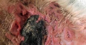 Figure 3. Smudge on day seven. Necrotic core has grown in size, and poor response to antibiotic treatment is evident in surrounding tissue. Copious amount of discharge is leading to a state of hypoalbuminaemia. A full-thickness skin biopsy site is visible at the bottom of the picture.