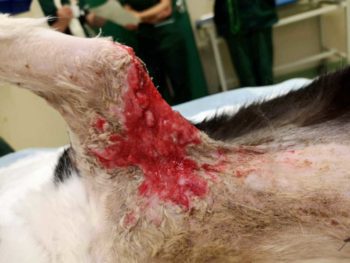 Figure 4. Smudge on day 17. Aggressive wet-to-dry bandages have helped to remove the necrotic debris from the wound. Negative pressure bandage was considered, but it was deemed impractical, given the location and the size of the wound. With correct antibiotic therapy, signs of secondary infection are significantly less compared to before, and the size of the lesion is getting smaller.
