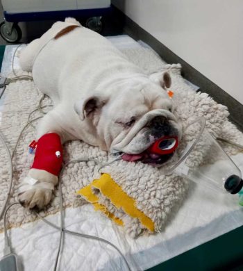 Figure 1. Almost 60% of owners accept their brachycephalic dog's breathing as normal2.