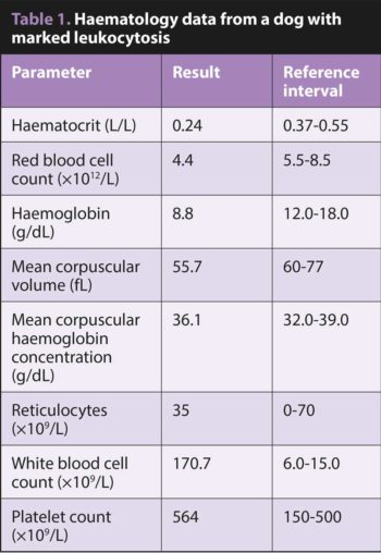 Table 1. Haematology data from a dog with marked leukocytosis