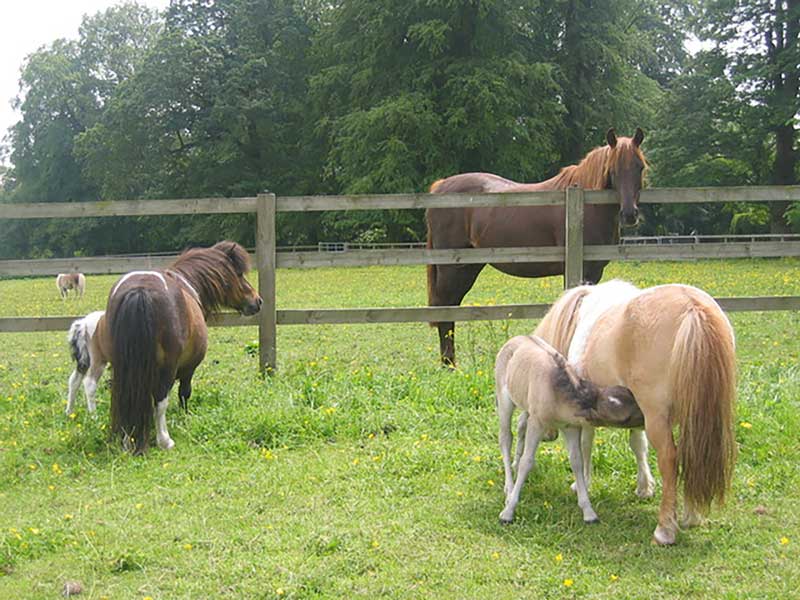 Figure 3. Mixed horse populations that include youngstock require special consideration with foals often requiring strategic treatments to reduce the risk of disease associated with pre-patent infection.