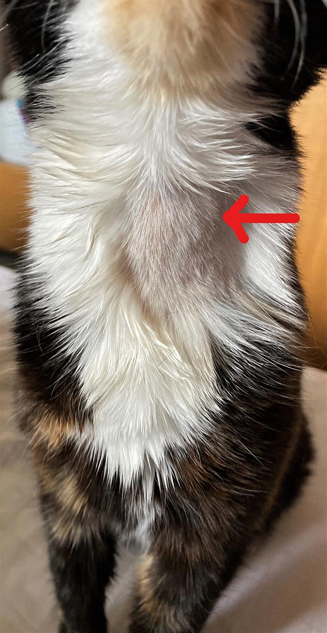 Feline hyperthyroidism advice on diagnosis and treatment Vet Times