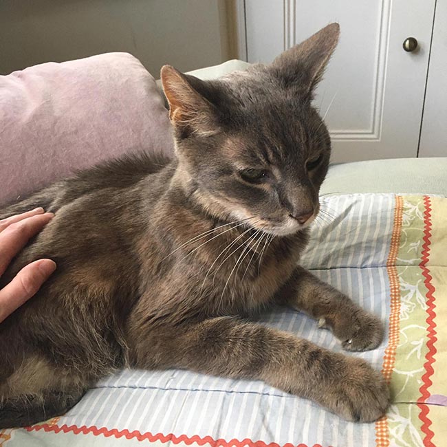 Figure 3. Geriatric, severely underweight cat, despite a maintained appetite. Hyperthyroidism was suspected, but the final diagnosis was diffuse intestinal lymphoma.