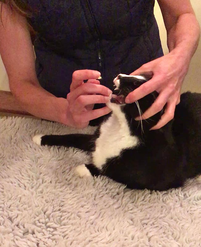 Figure 4. Using butter to teach a cat to accept oral medication.