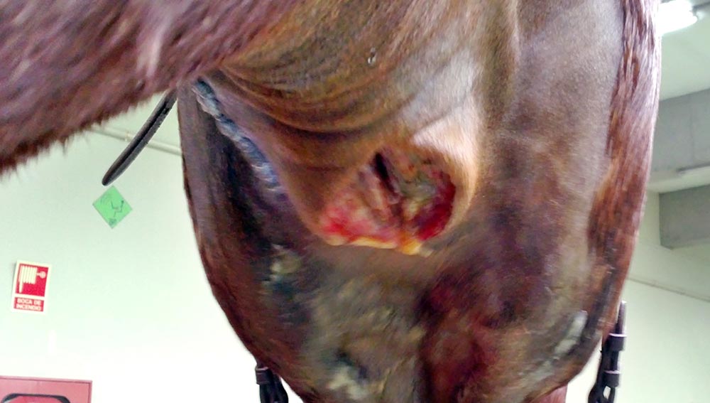 A tracheostomy on a horse.