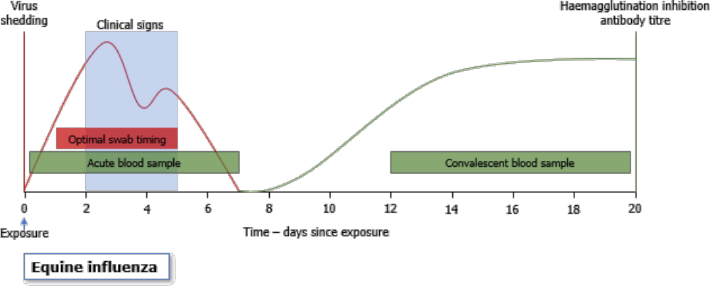 Figure 1. Understanding equine influenza viral shedding and antibody response following exposure to optimise diagnostic testing success.