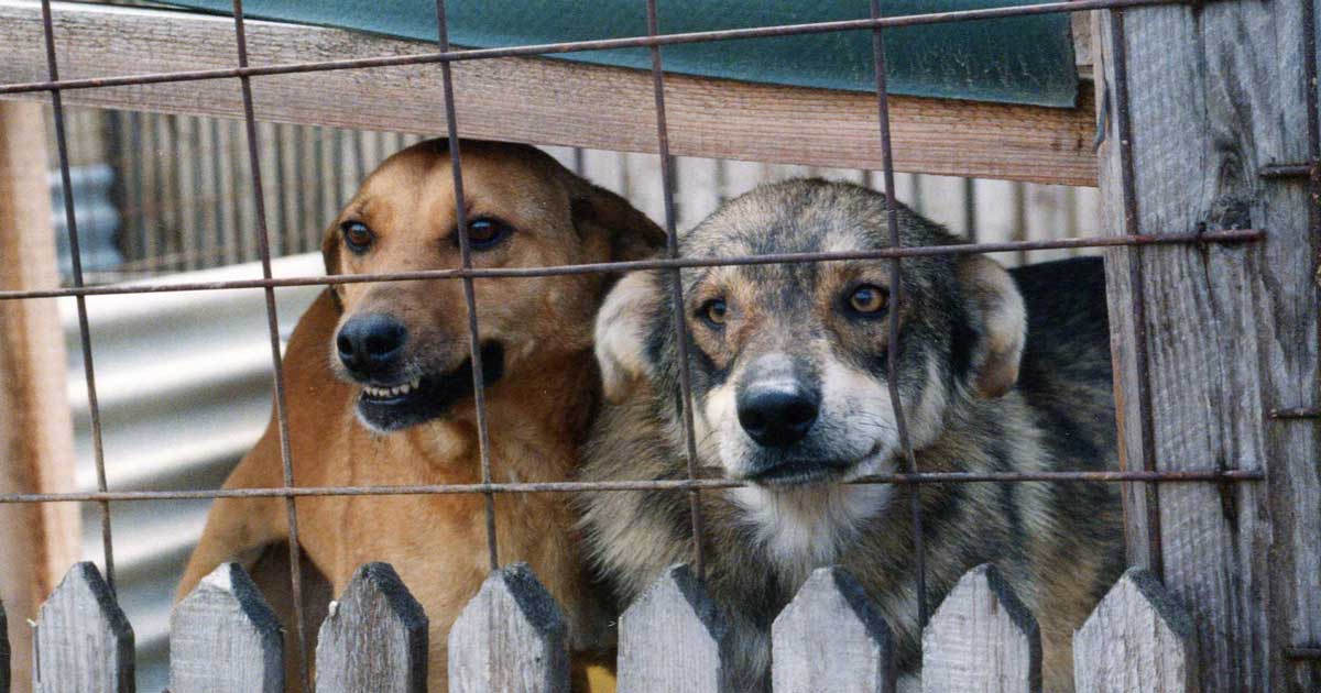 Defra pet travel best sale contact