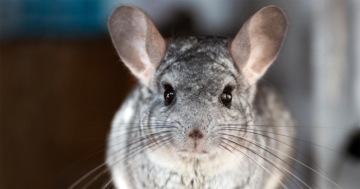 Chinchilla. Image © Patryk / Adobe Stock