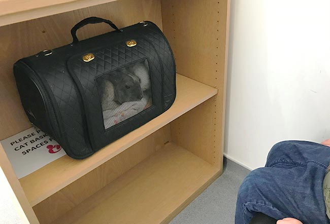 Figure 1. A simple shelving unit setup allows rabbits to sit in close proximity to their owners while being sheltered from the prying eyes of canine and feline patients. Image © Livia Benato