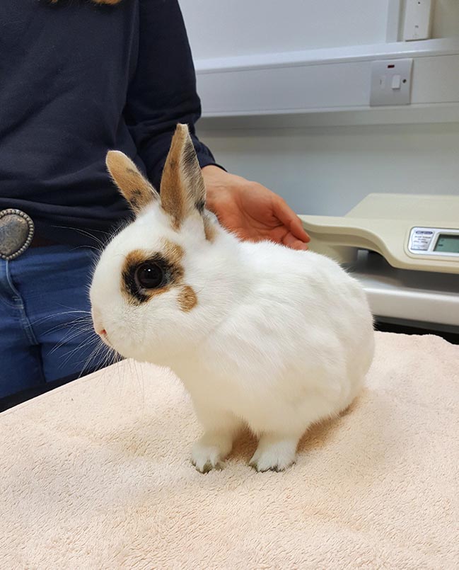 Figure 2. A vet bed or towel on the examination table may help the rabbit to feel more secure.