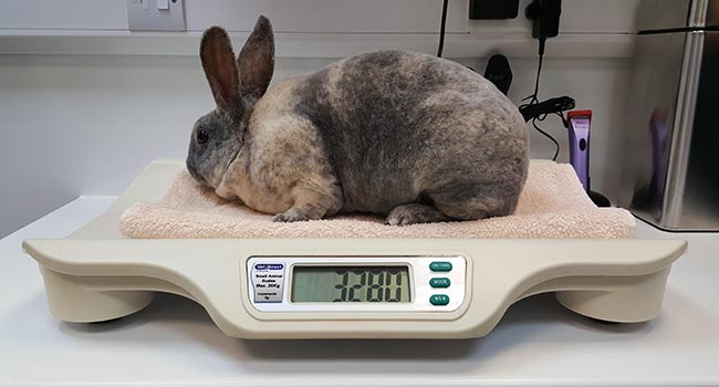 Figure 3. A towel or vet bed can be placed on top of the plastic weighing scale before weighing the animal.