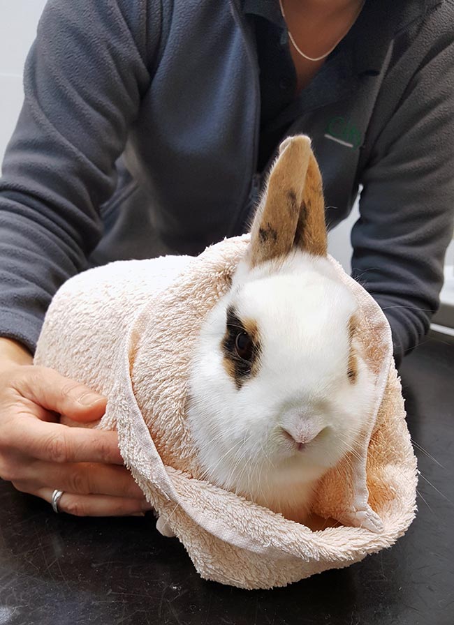 Figure 4. Very fractious rabbits may benefit from gentle wrapping in a soft towel.
