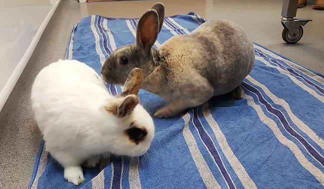 Figure 5. The rabbit may be allowed to roam freely in the consult room with a blanket or vet bed on the floor.