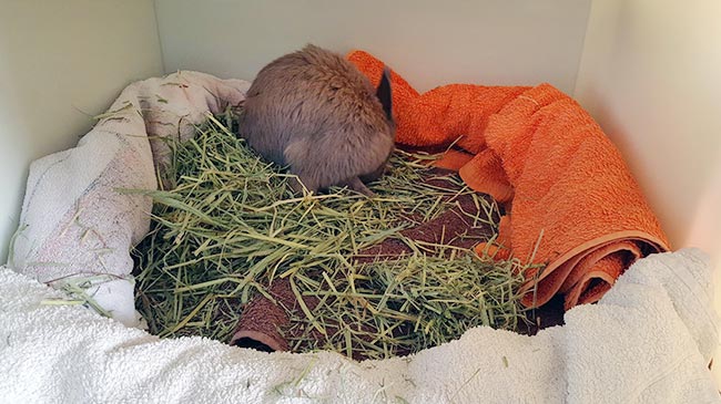 Figure 7. Rabbits suffering from illnesses such as torticollis and paralysis will benefit from a much more enclosed and padded environment that will prevent trauma if rolling occurs.