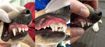 Minnie's mouth, before, during and after the procedure.