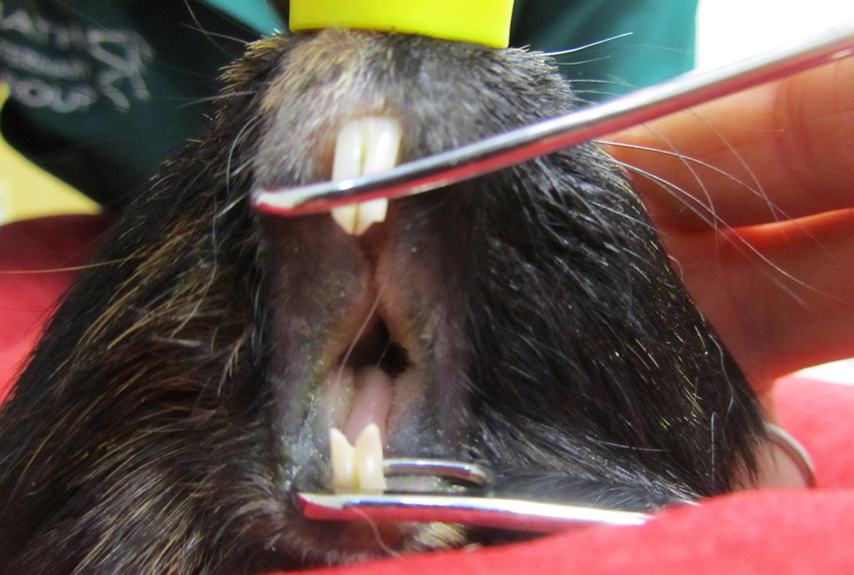Figure 1. A guinea pig with advanced dental disease, anaesthetised for oral examination. Dental disease was the most commonly diagnosed in pet guinea pigs.