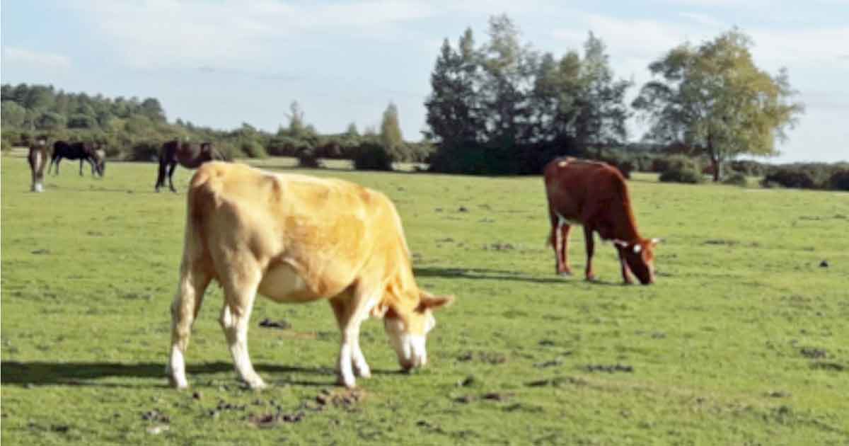 Figure 1. The hot summer of 2018 arguably created an optimum environment for summer mastitis transmission.