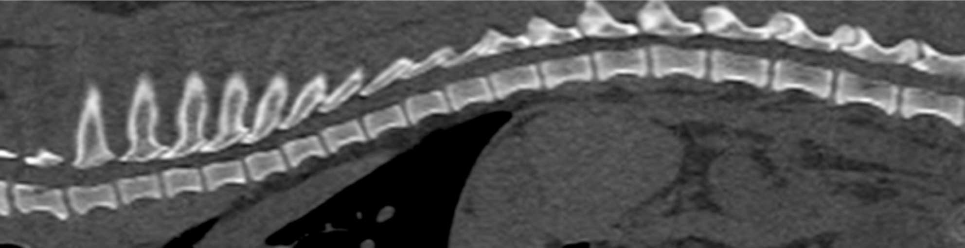 Figure 2. Reconstructed normal sagittal CT image of the spine in a non-chondrodystrophic dog.