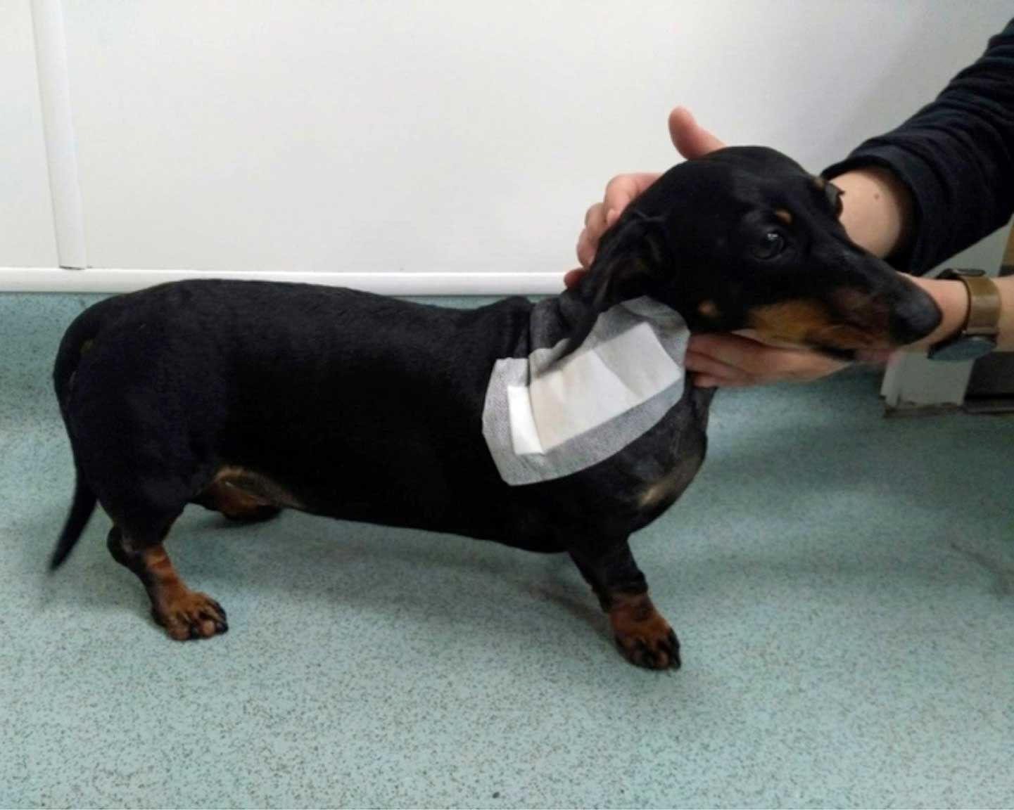 Figure 6a. A four-year-old miniature dachshund presented with acute-onset neck pain.
