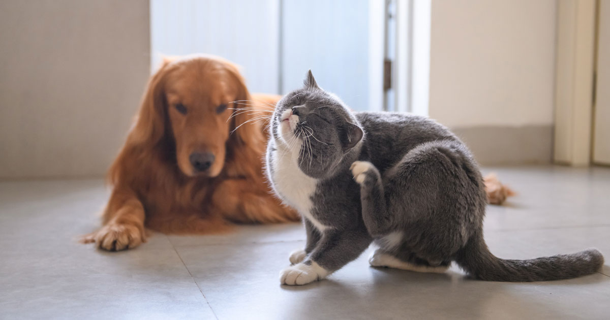 cat dog Poirot scratch derm Image: © chendongshan / Adobe Stock