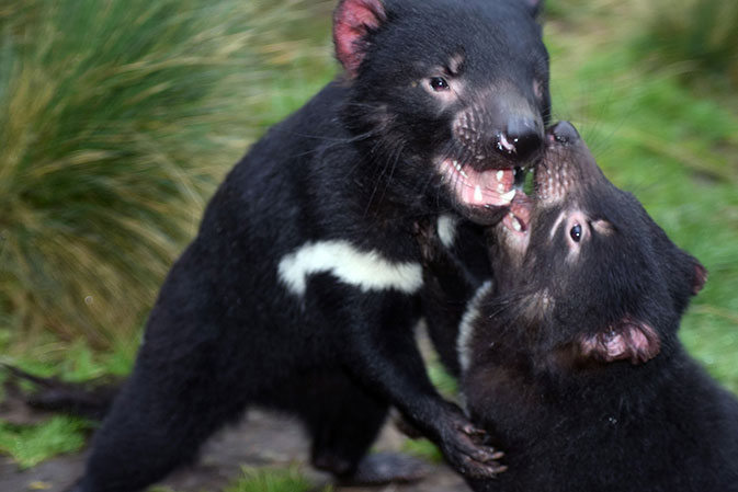 Some Aboriginal people call Tasmanian devils “the angry ones”.