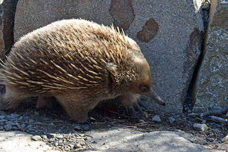 The echidna or spiny anteater may have a somewhat anachronistic biology, but it has perfectly exploited the niche of eating ants and termites – a good strategy in Australia where these insects are plentiful.