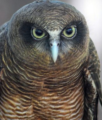 A spectacularly beautiful owl in the Northern Territory.