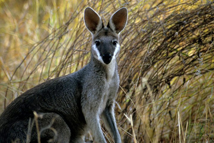 A very handsome red-necked wallaby in Carnarvon National Park, Queensland.