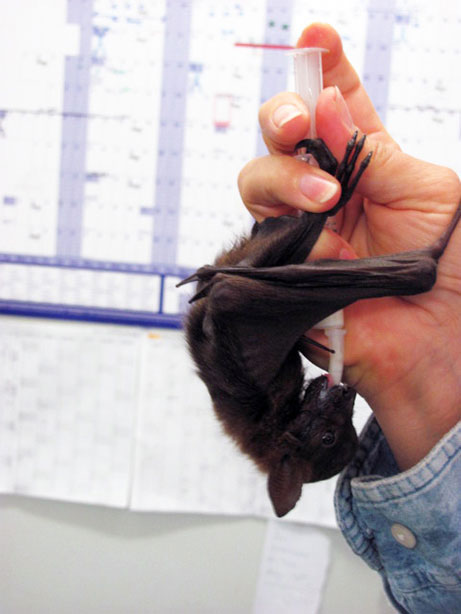 It will be a challenge to get this orphaned, hand-reared flying fox pup grown and weaned in time to coincide with the migration of these bats between the Northern Territory and Queensland.