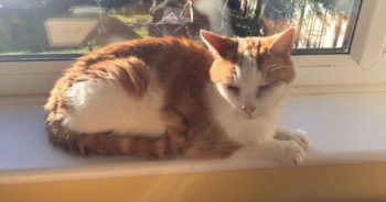 Figure 2. Owners are familiar with the term “dementia”, so renaming this condition may help them understand their older cats. Image: Sam Taylor.