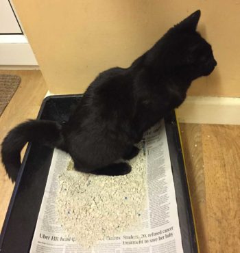 Figure 1. Feline idiopathic cystitis is a common cause of urinary signs in cats, but perhaps is poorly named? Image: Sam Taylor.