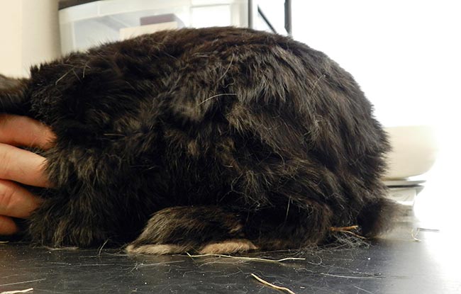Owners should be taught to identify signs of pain. This rabbit with spinal arthritis has an arched back, as well as signs of reduced grooming and caecotrophy due to its inability to turn.